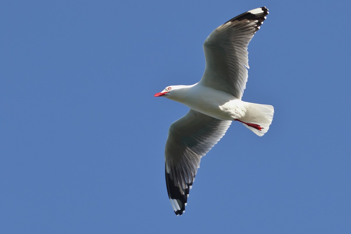 Mouette argentée - ML646554505
