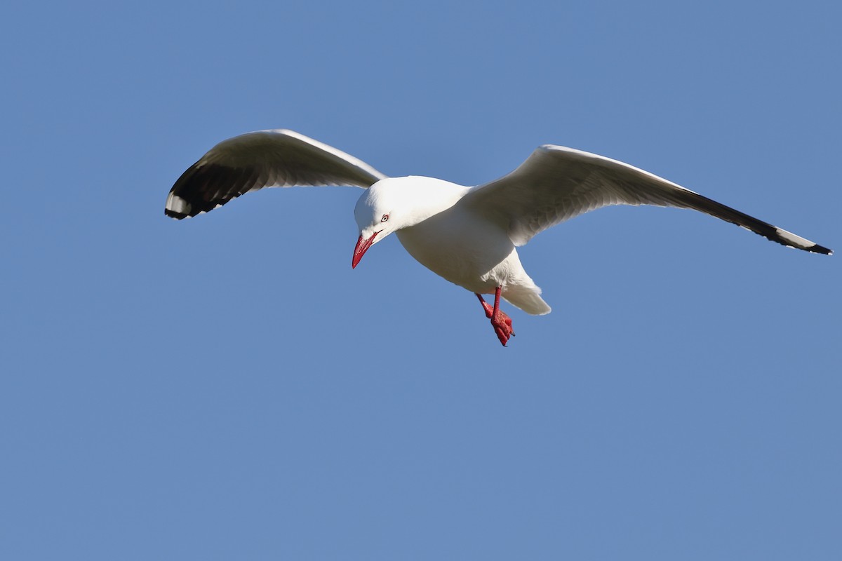 Mouette argentée - ML646554506