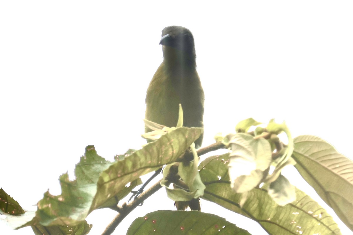 White-shouldered Tanager - ML646554507
