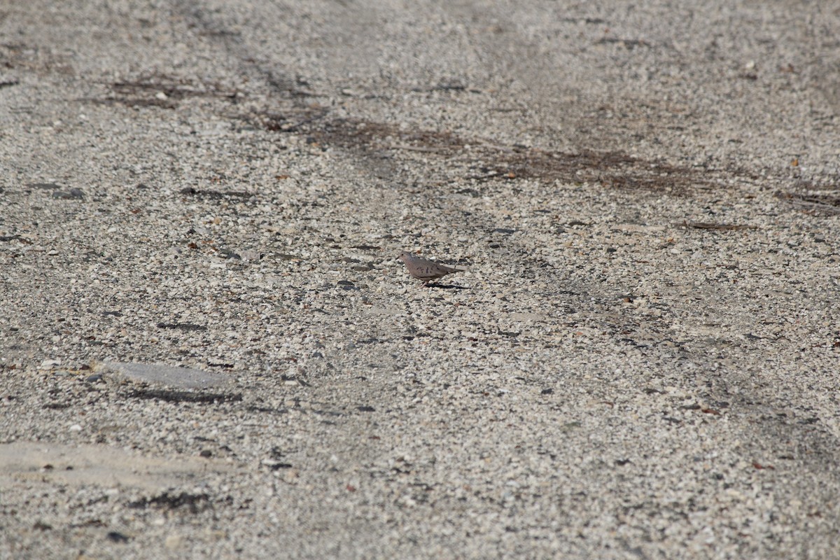 Colombe à queue noire - ML646554509