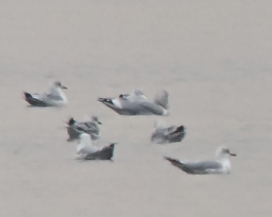 Goéland hudsonien - ML646554510