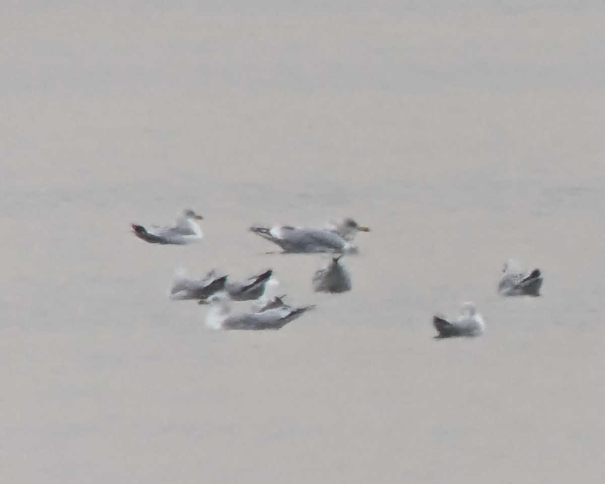 Goéland hudsonien - ML646554511