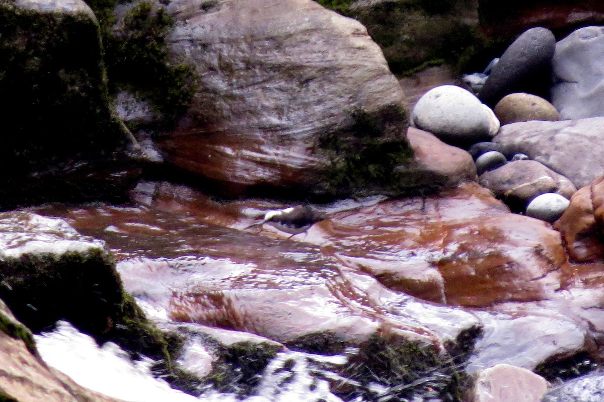 Cincle à tête blanche - ML646554512