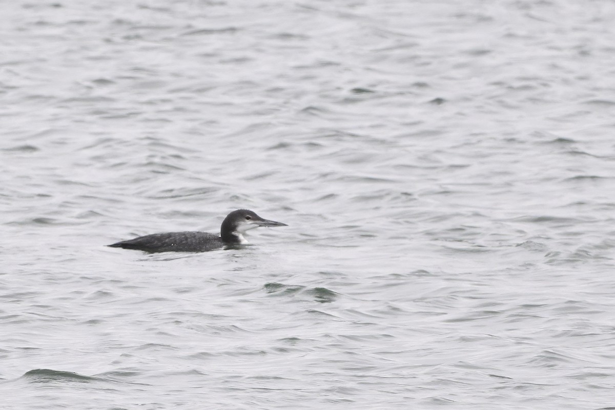 צוללן צפוני - ML646554513