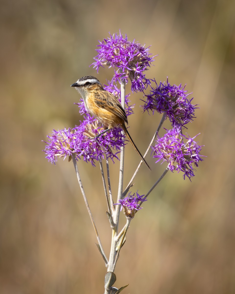 Tyranneau à queue aiguë - ML646554515