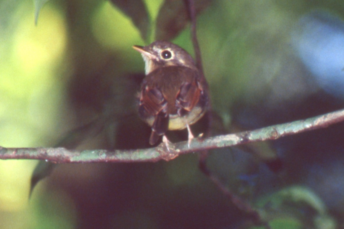 Platyrhynque à ailes rousses - ML646554516