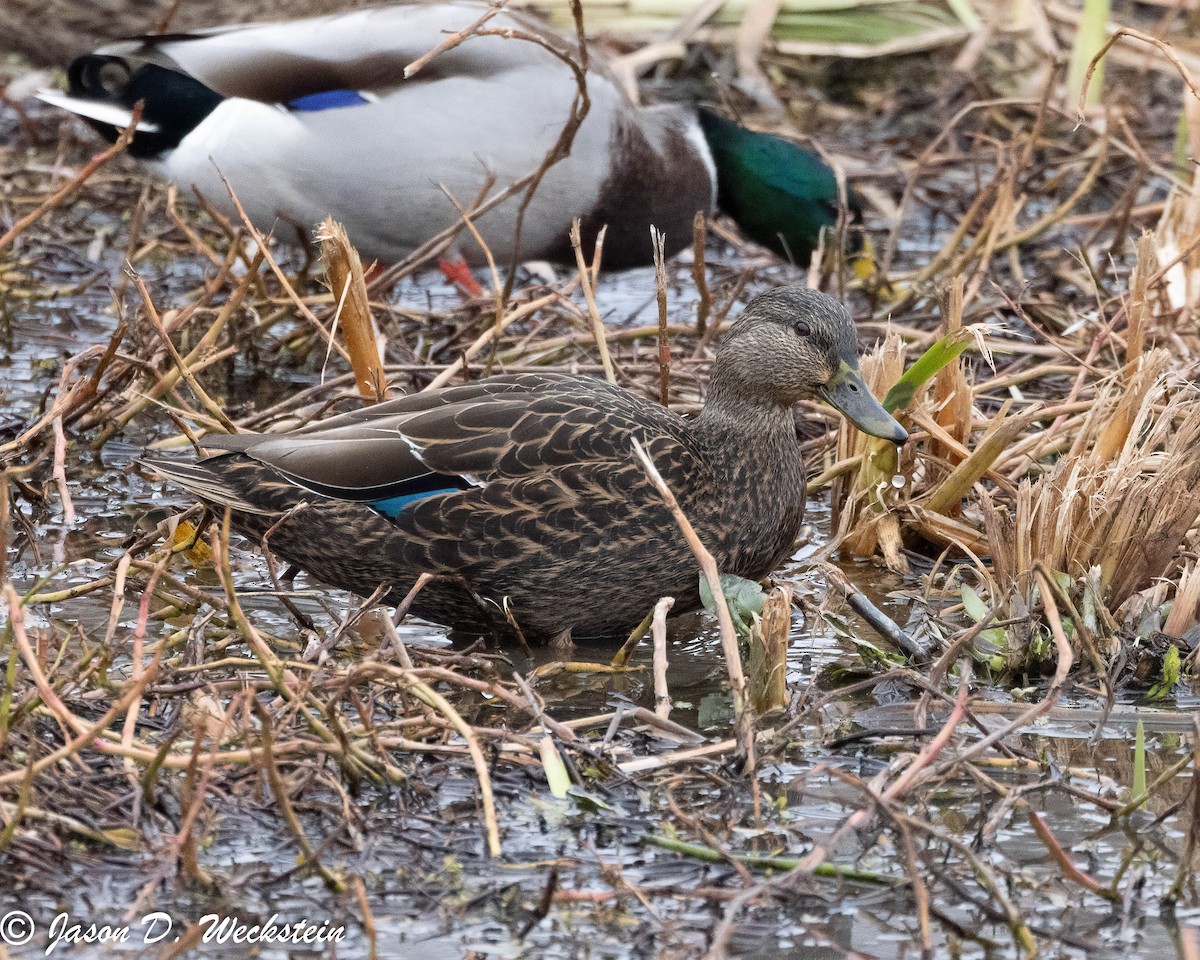 Hybride Canard colvert x C. noir - ML646554517