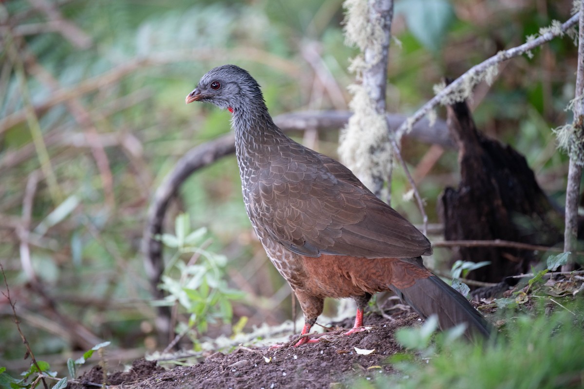 Pénélope des Andes - ML646554518