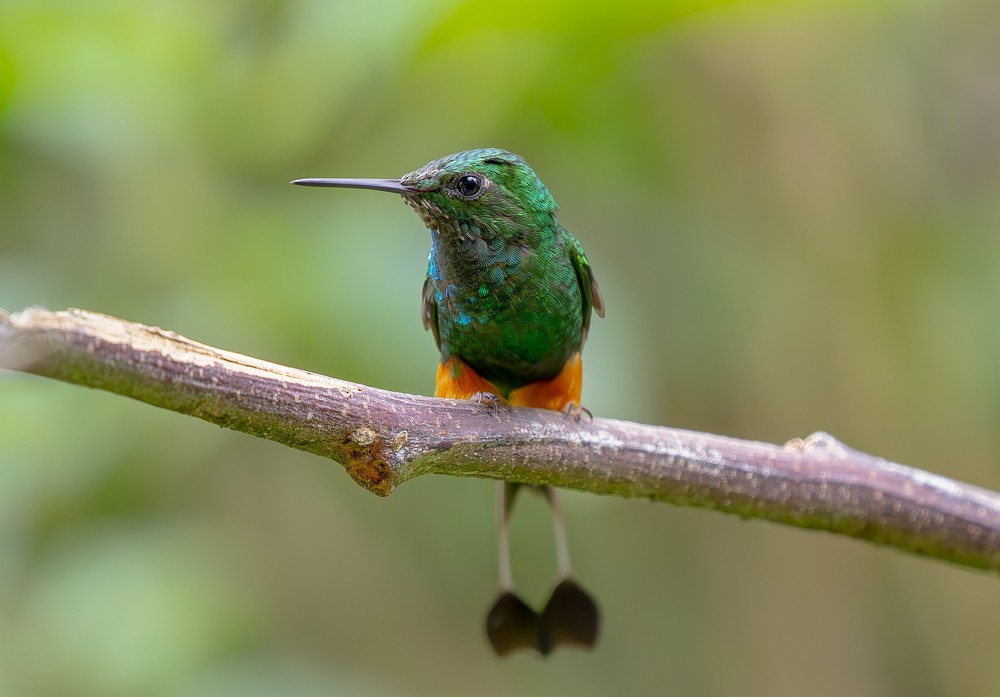 Peruvian Racket-tail - ML646554519