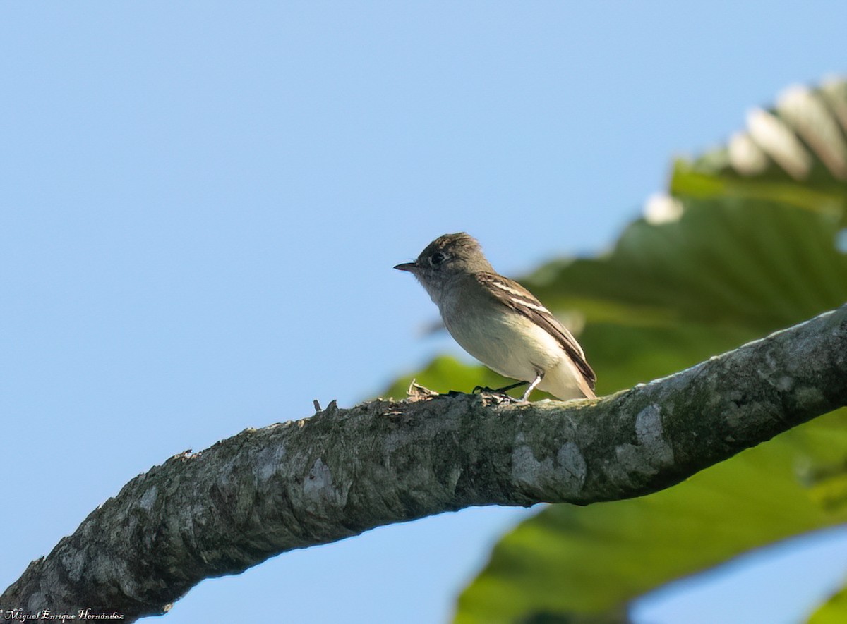 Moucherolle tchébec - ML646554520