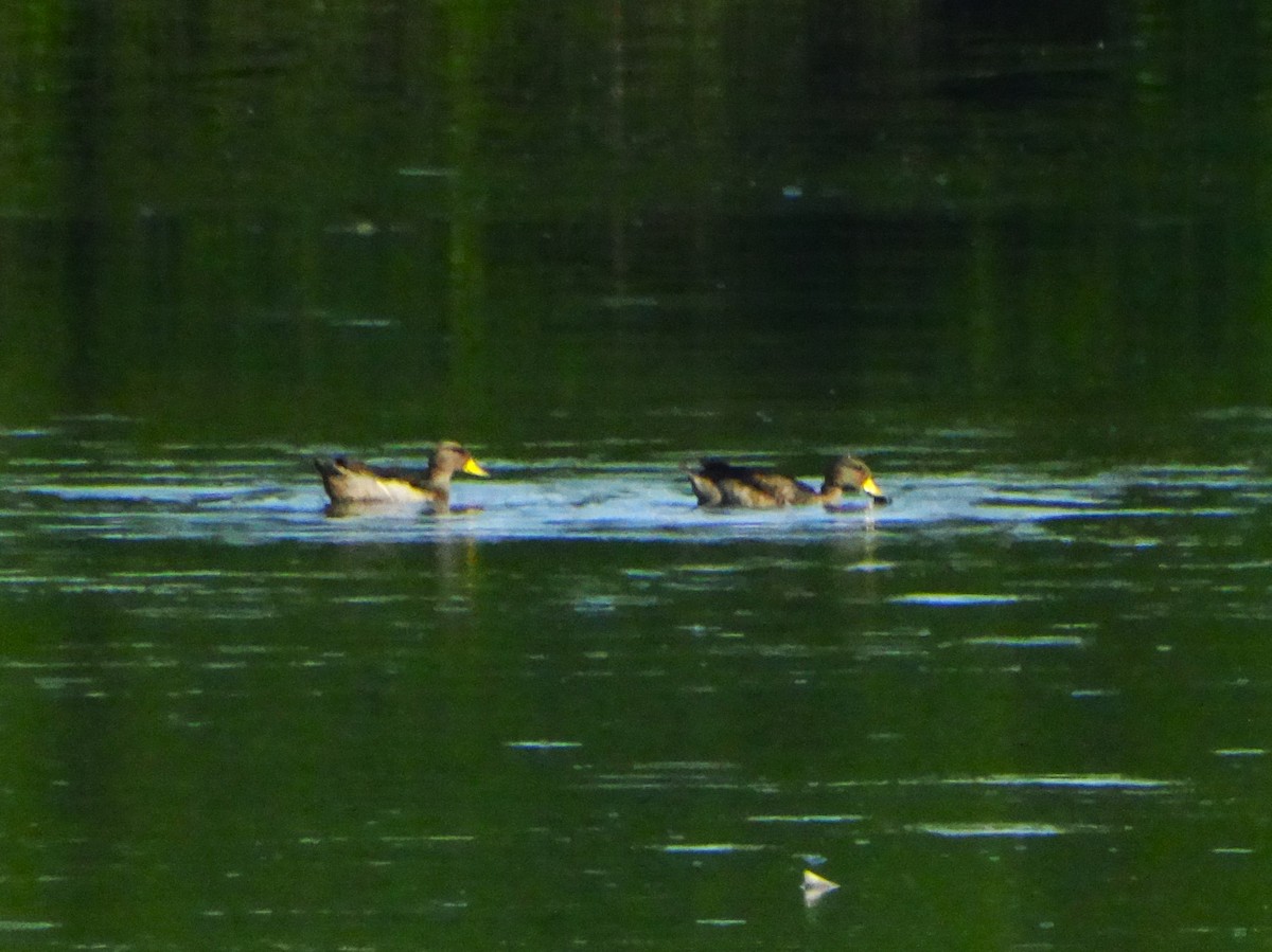 Sarcelle tachetée - ML646554521