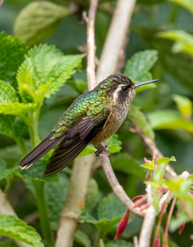 Speckled Hummingbird - ML646554522