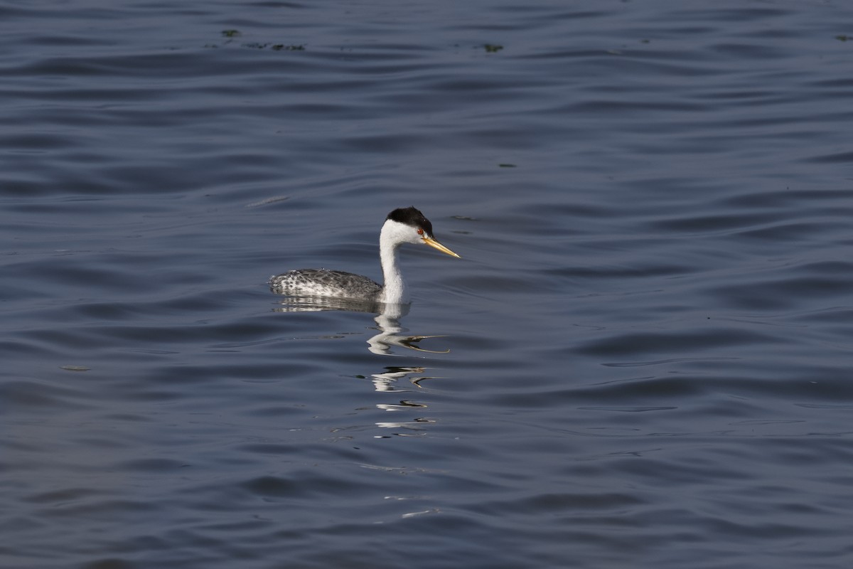 Grèbe à face blanche - ML646554524