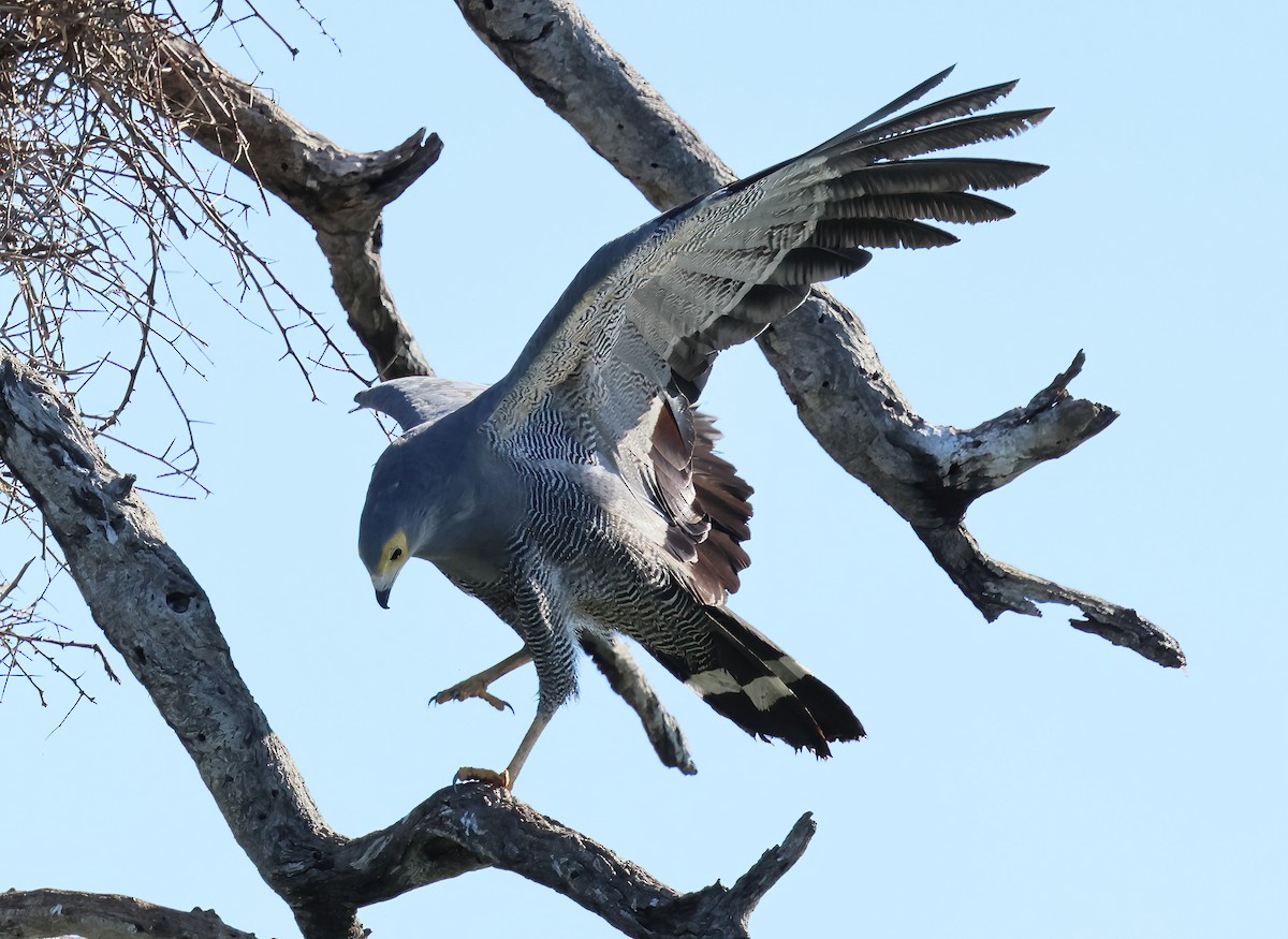Gymnogène d'Afrique - ML646554525
