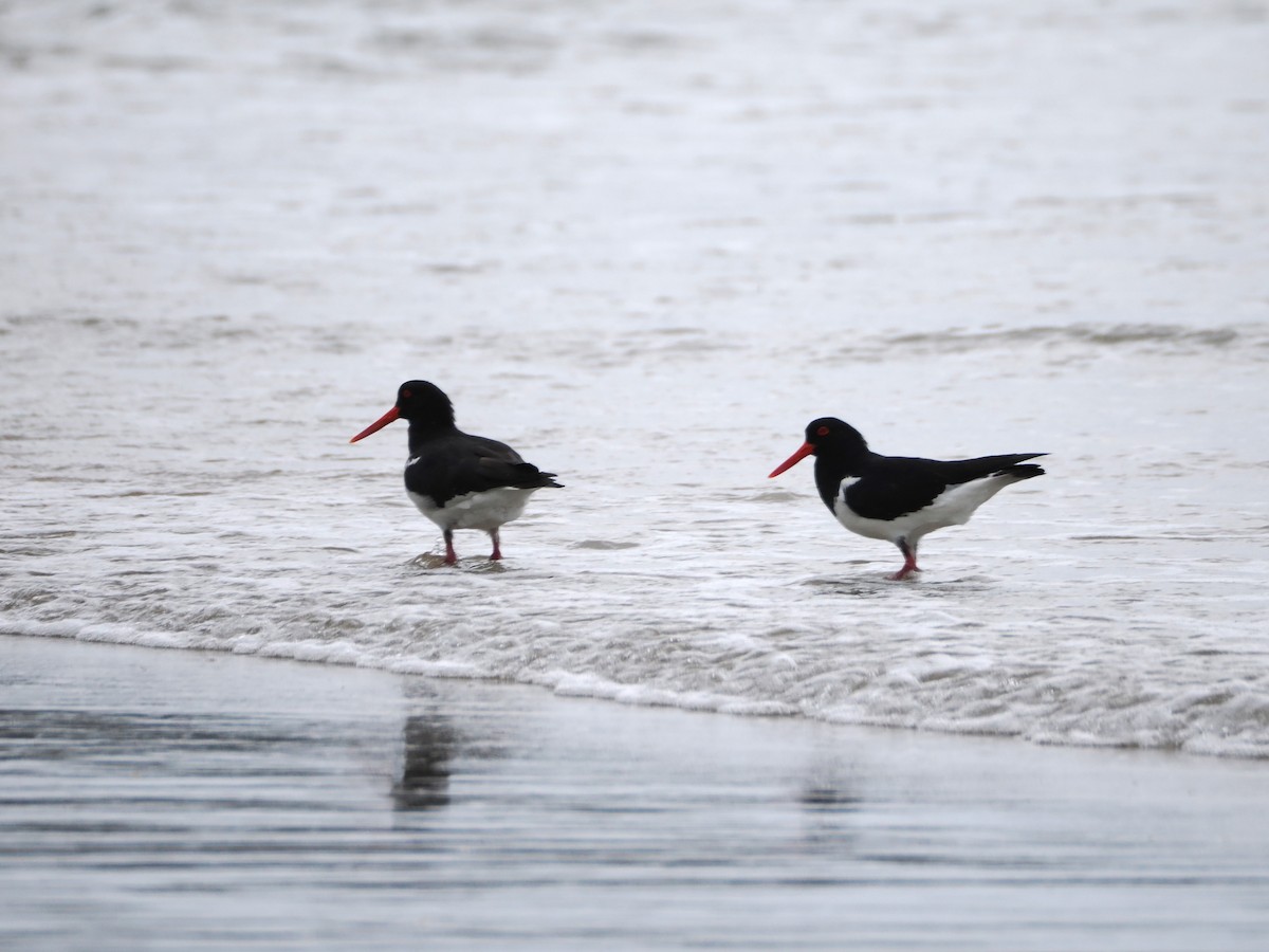 Ostrero Pío Australiano - ML646554527