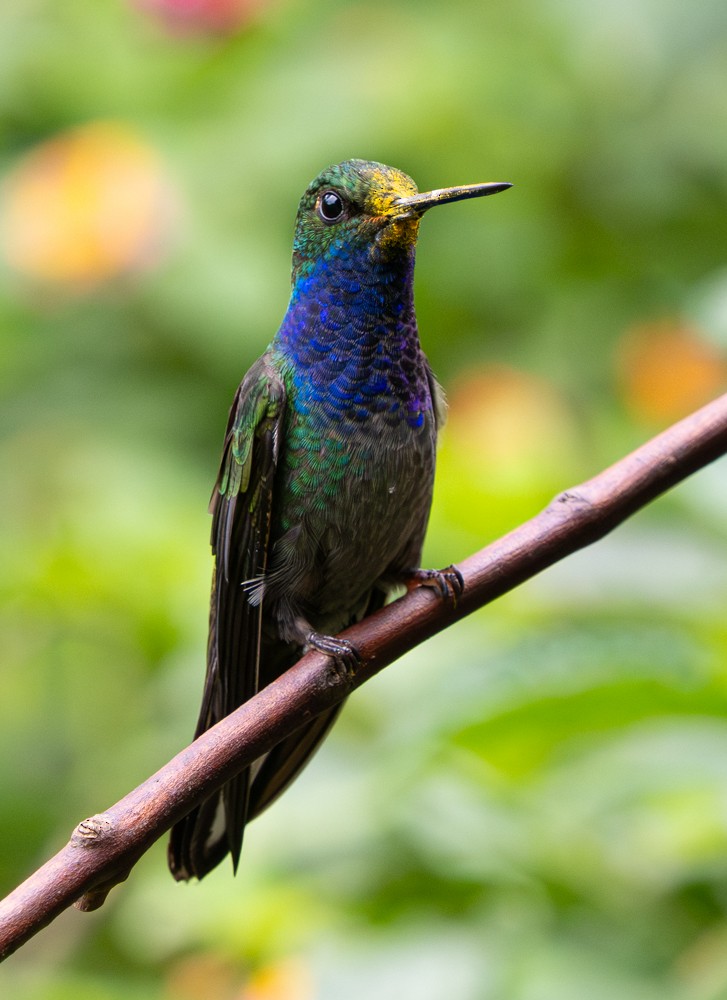 Green-backed Hillstar - ML646554528