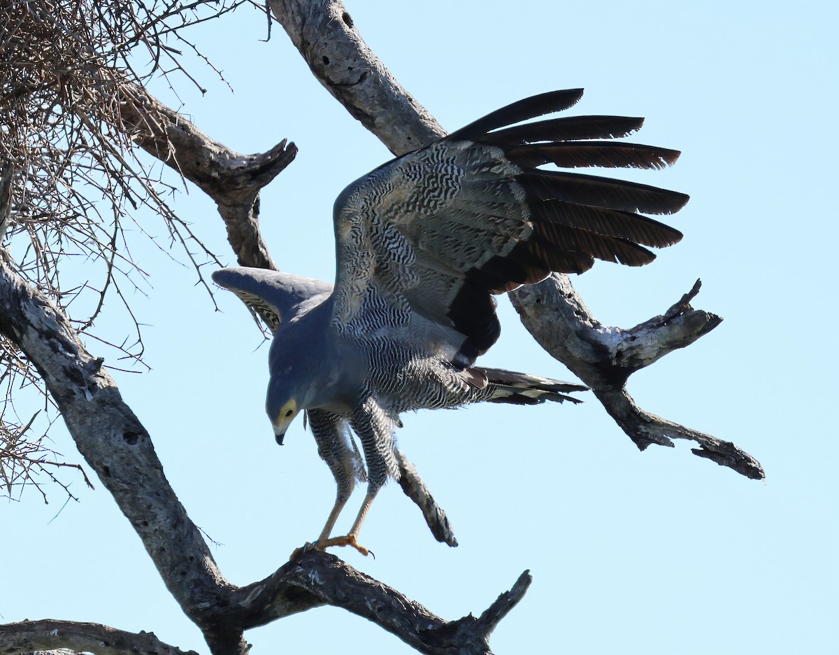 Gymnogène d'Afrique - ML646554529