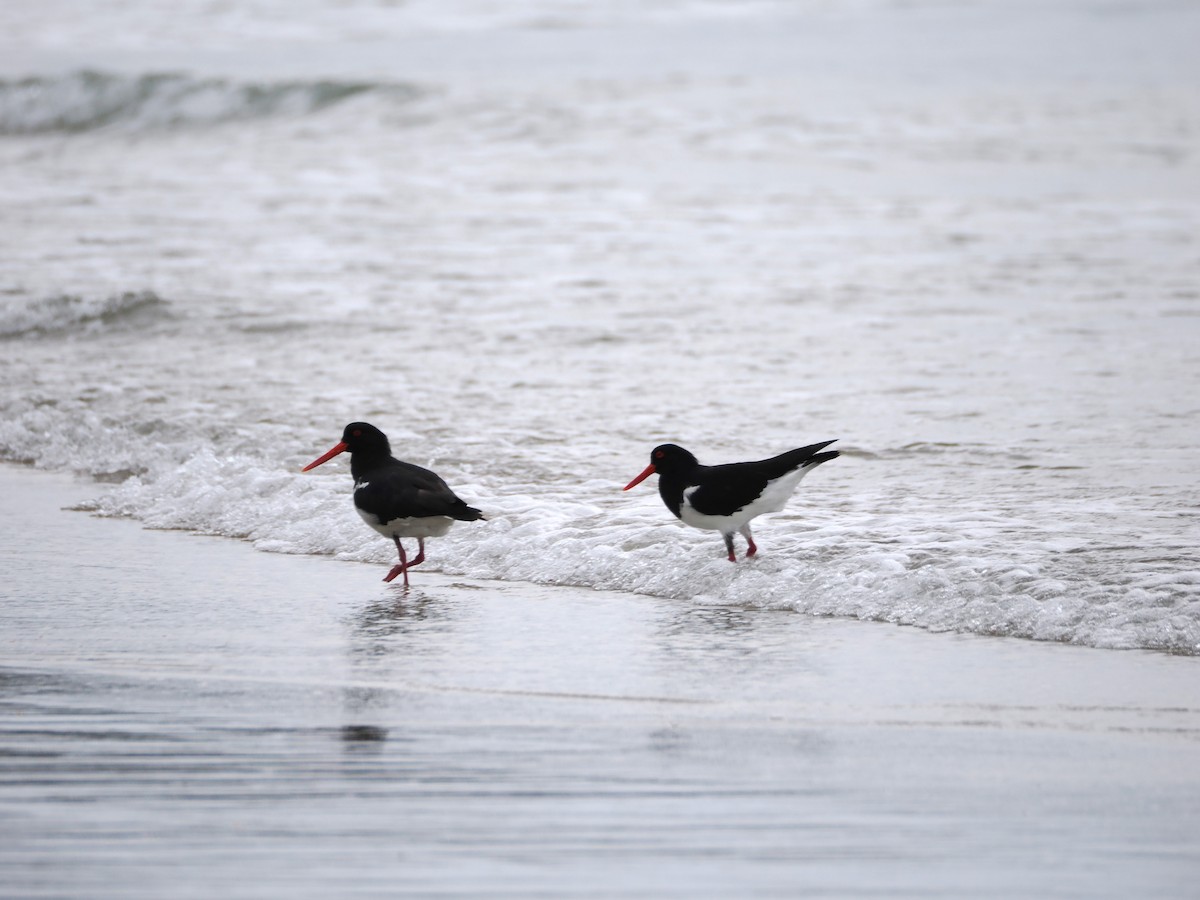 Ostrero Pío Australiano - ML646554530