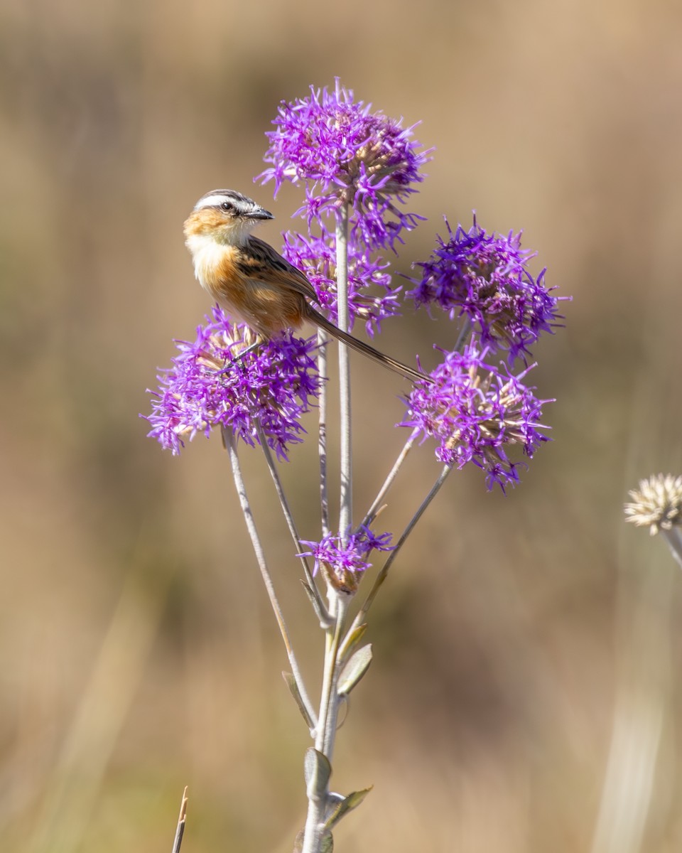 Tyranneau à queue aiguë - ML646554532