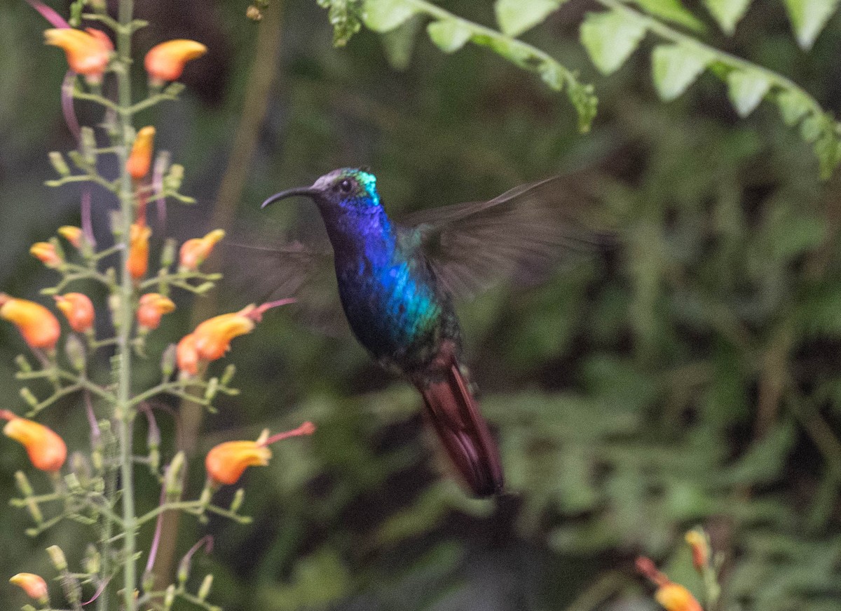 Campyloptère lazulite - ML646554533