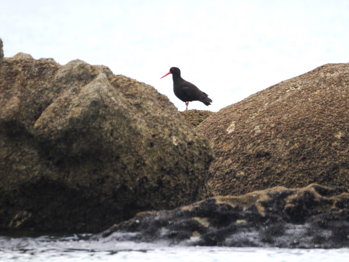 Ostrero Negro Australiano - ML646554534