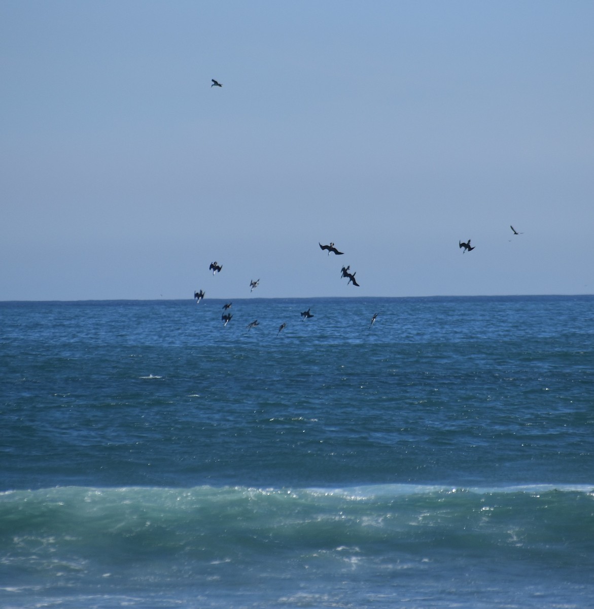 Humboldt Sümsüğü - ML646554535