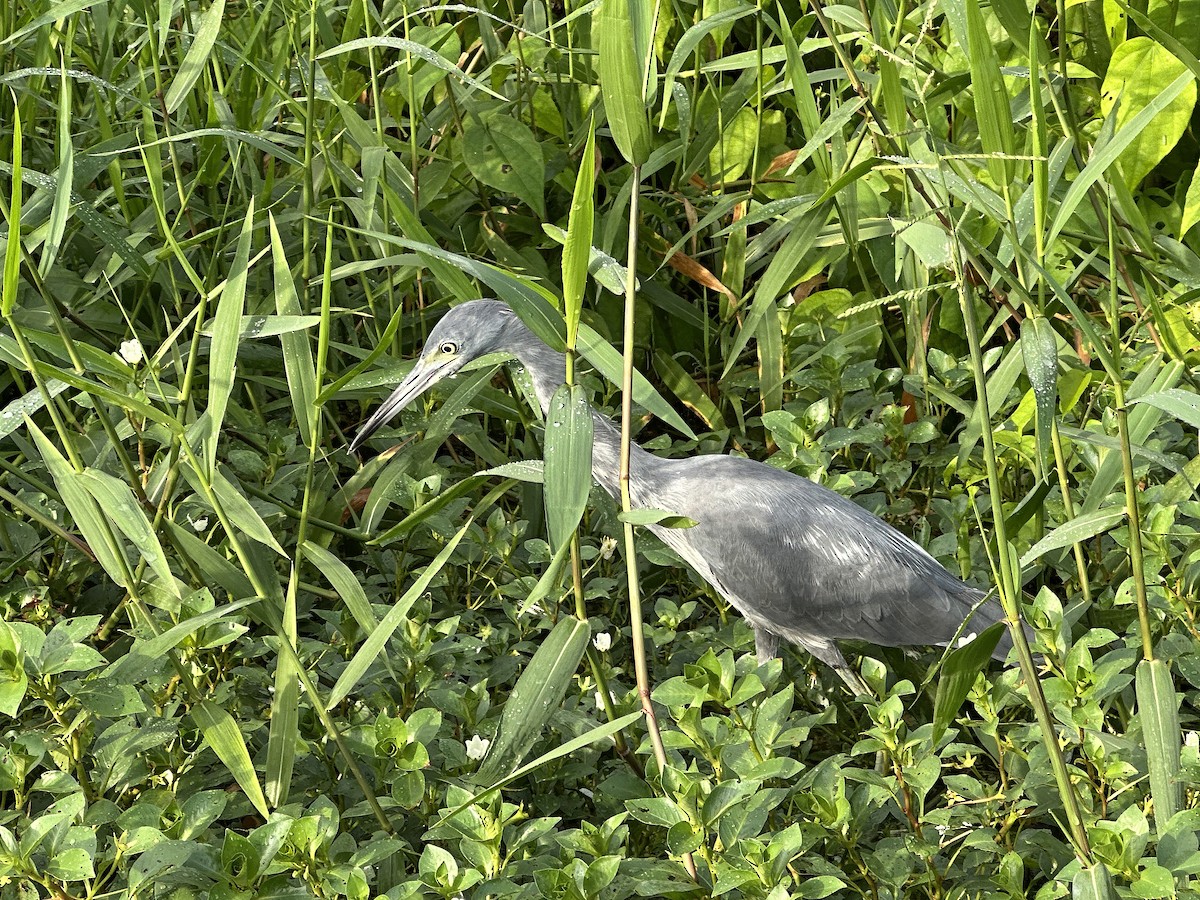 volavka modrošedá - ML646554536