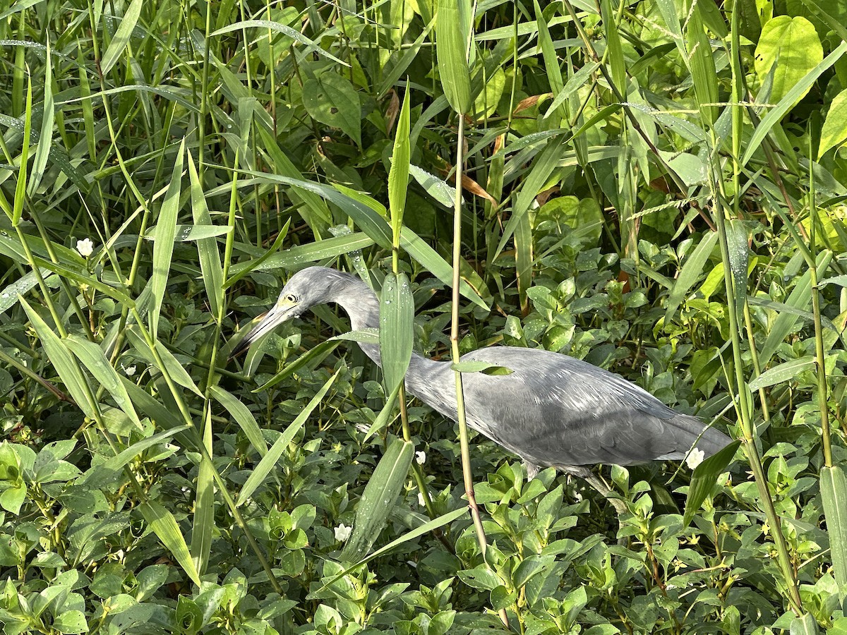 volavka modrošedá - ML646554537