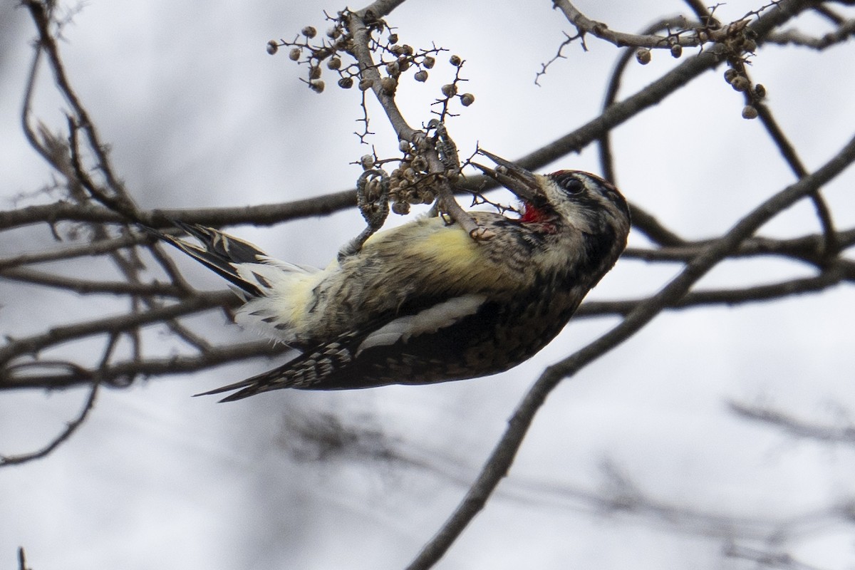 datel rudohrdlý - ML646554538