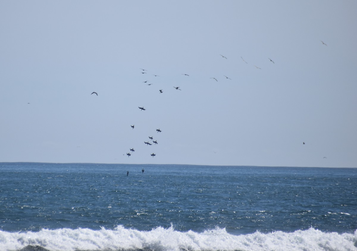 Humboldt Sümsüğü - ML646554539