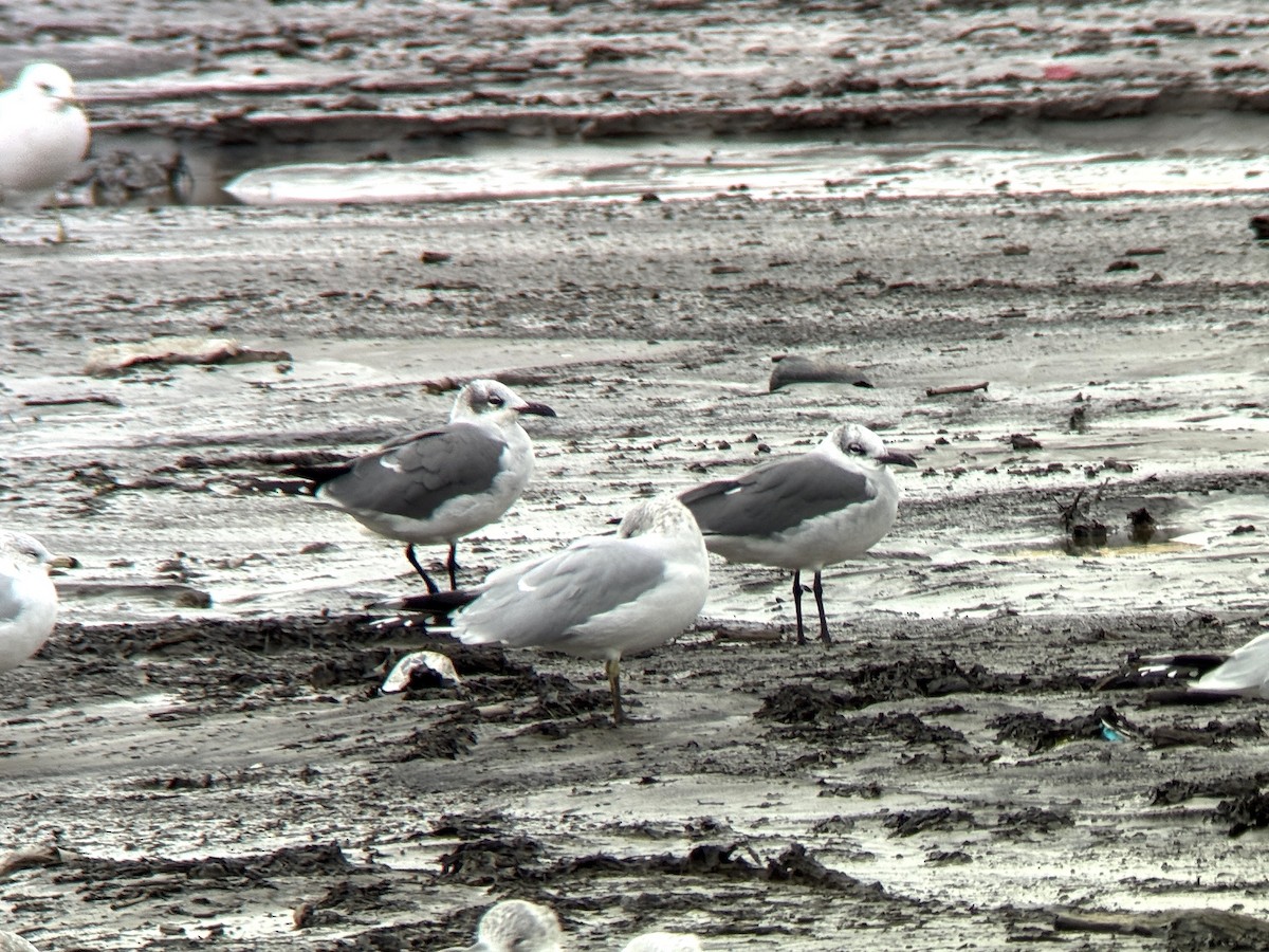 Laughing Gull - ML646554541