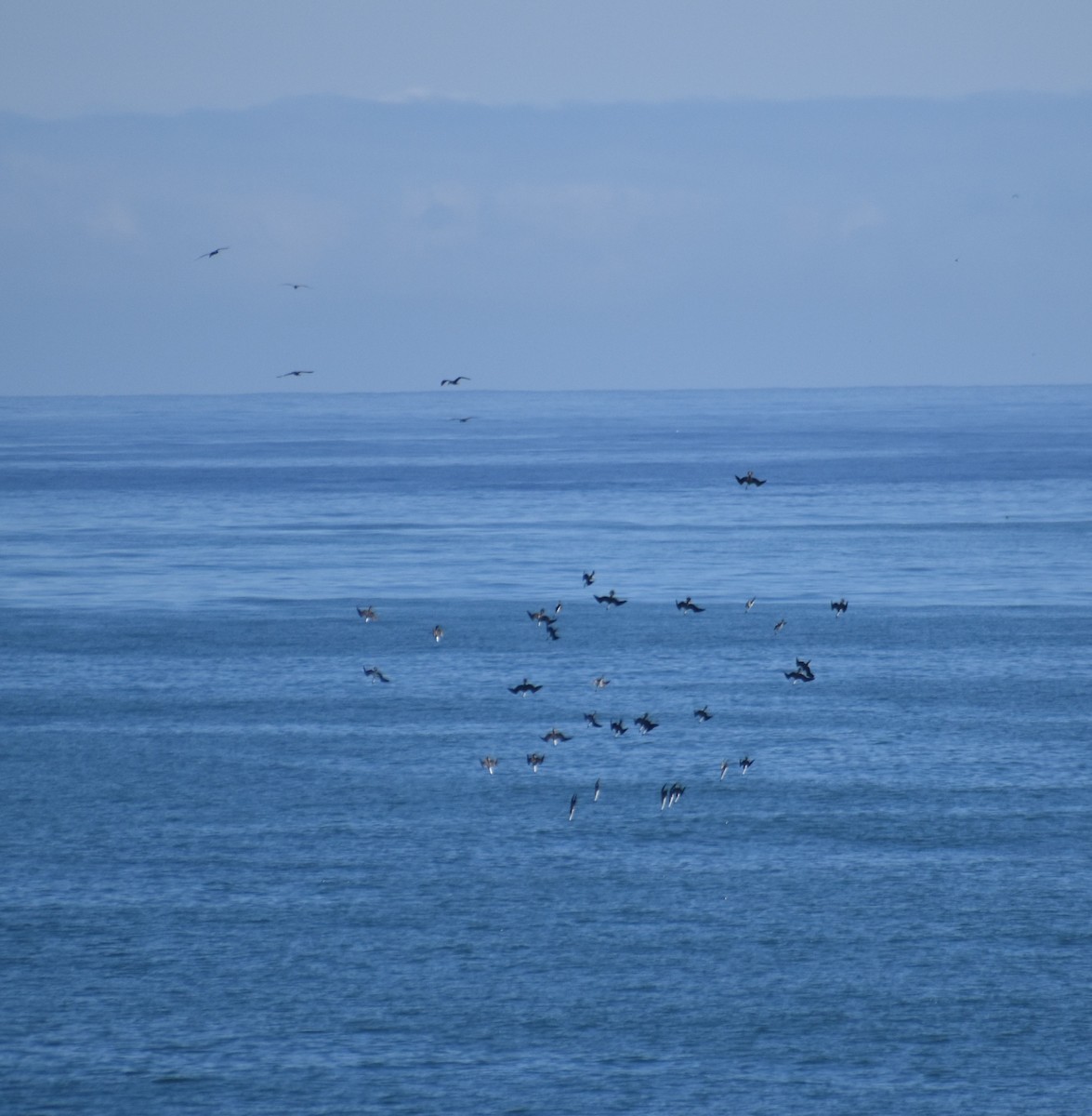 Humboldt Sümsüğü - ML646554547