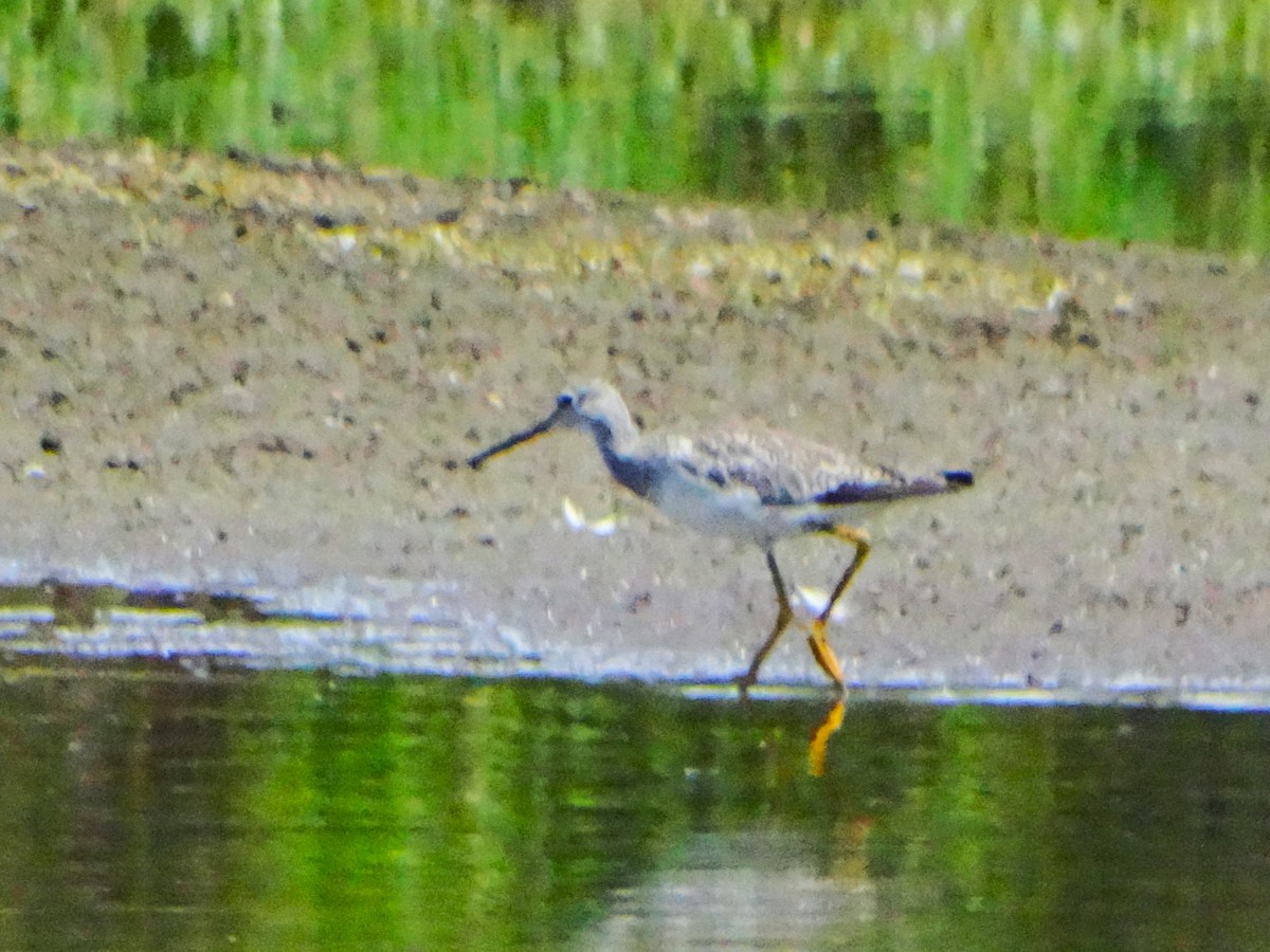 Grand Chevalier - ML646554551