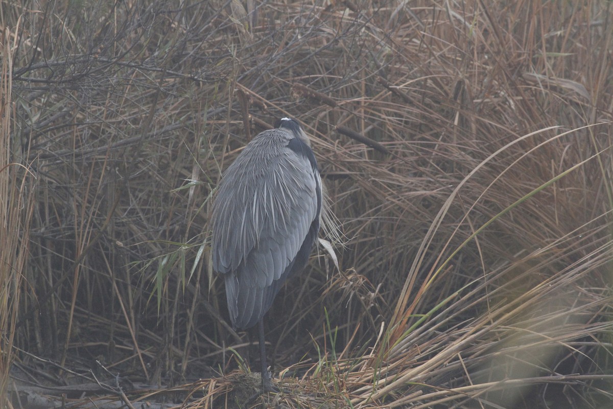 Great Blue Heron - ML646554553