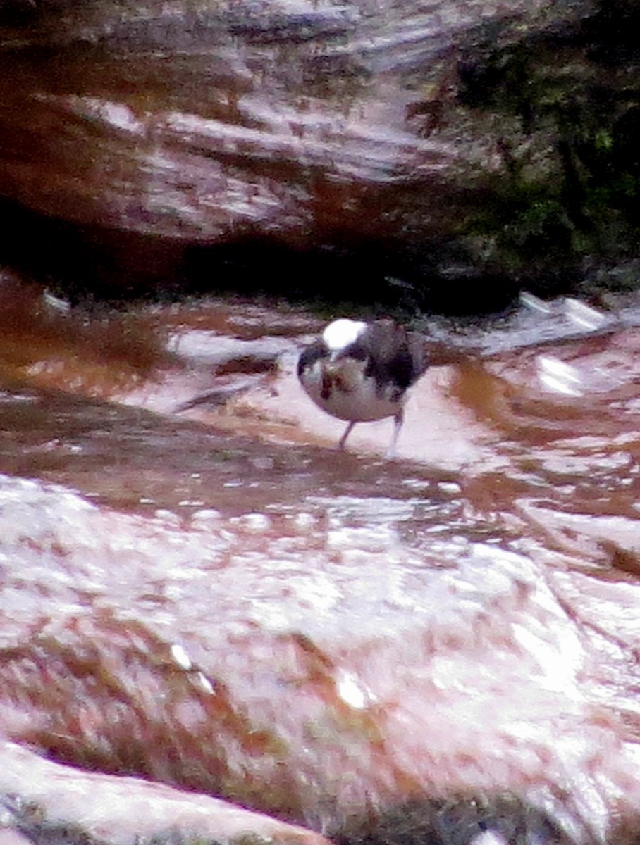 andesfossekall - ML646554561