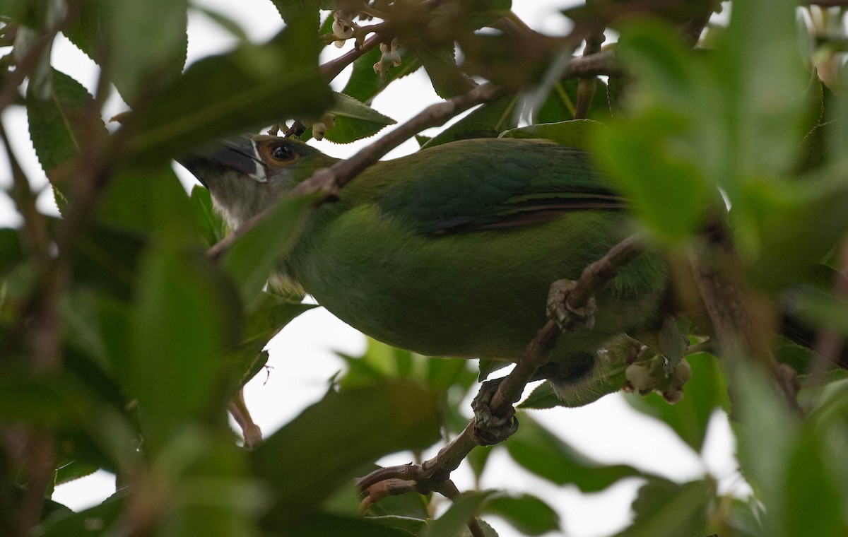 Southern Emerald-Toucanet - ML646554562