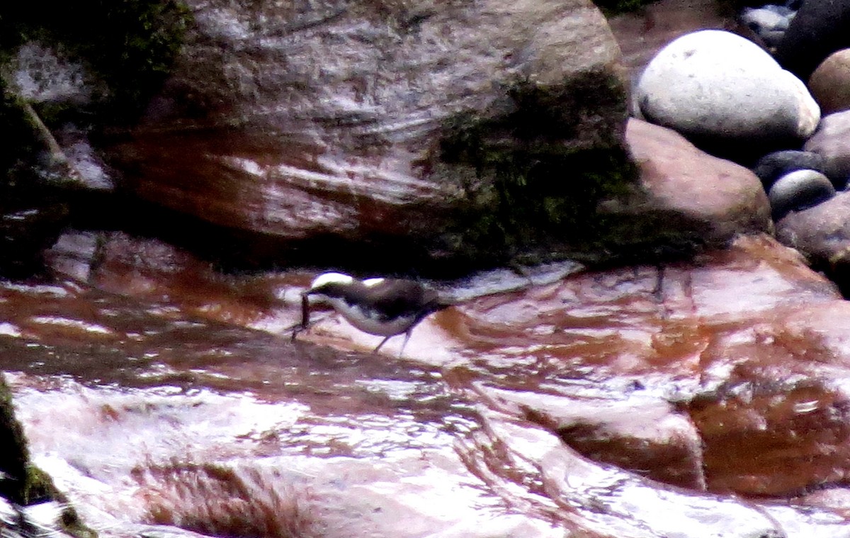 andesfossekall - ML646554563