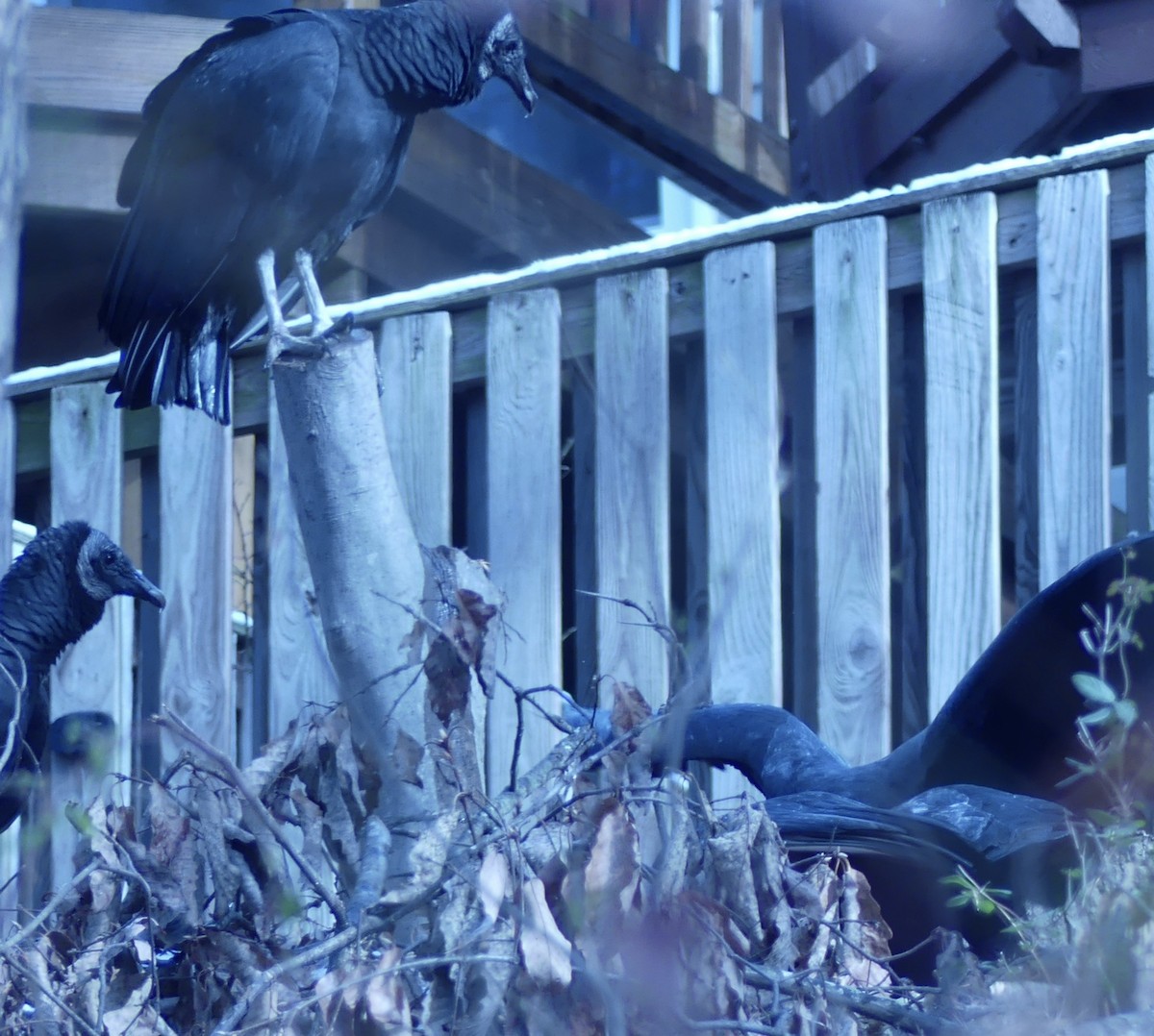 Urubu noir - ML646554564