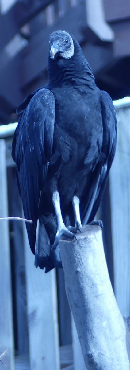 Urubu noir - ML646554565