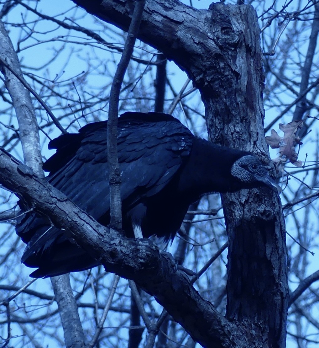 Urubu noir - ML646554566