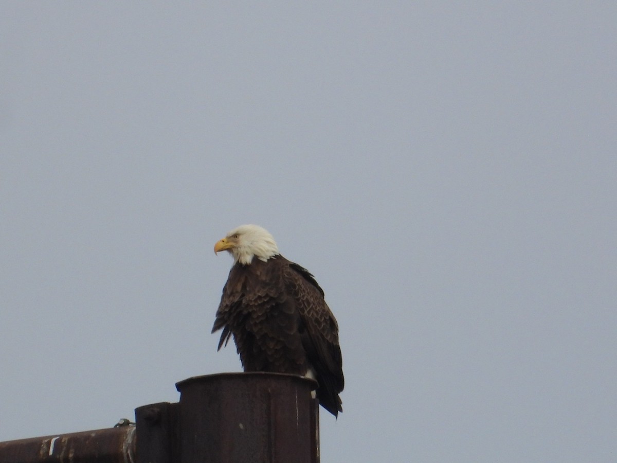 orel bělohlavý - ML646554567