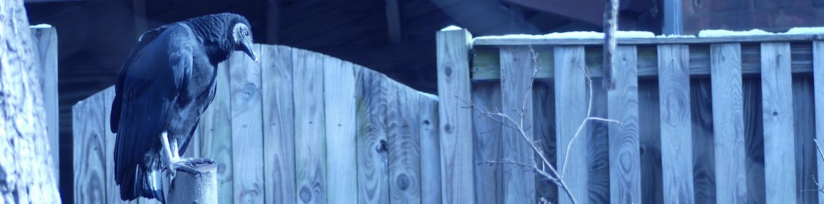 Urubu noir - ML646554568