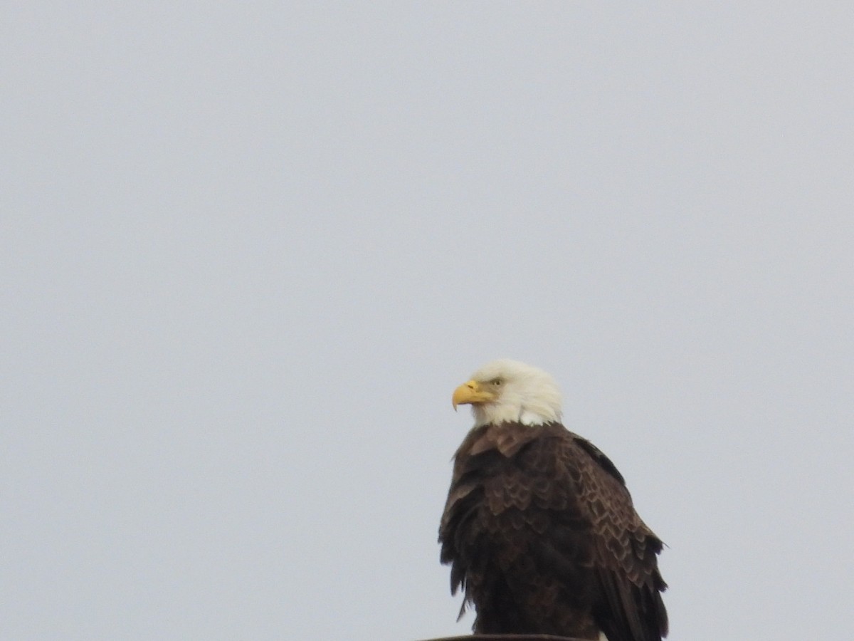 orel bělohlavý - ML646554569