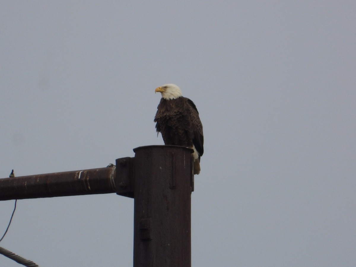 orel bělohlavý - ML646554570