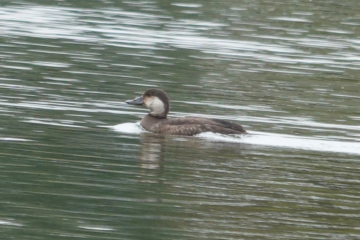 Pazifiktrauerente - ML646554571