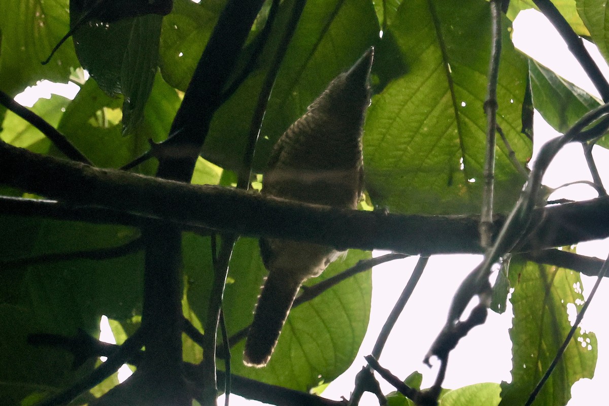 Fasciated Antshrike - ML646554572