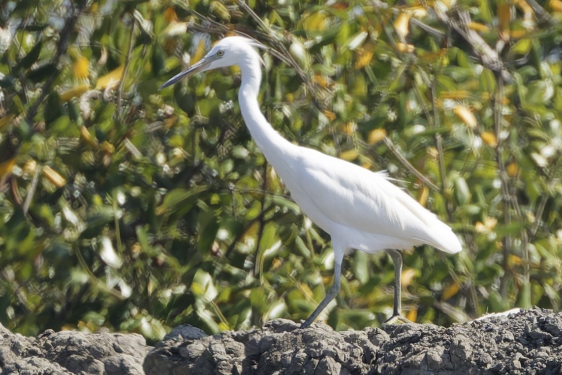 Aigrette de Chine - ML646554574