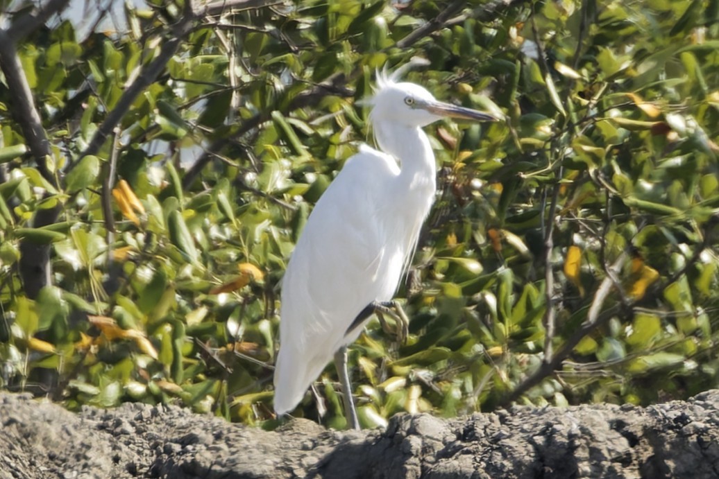Aigrette de Chine - ML646554575