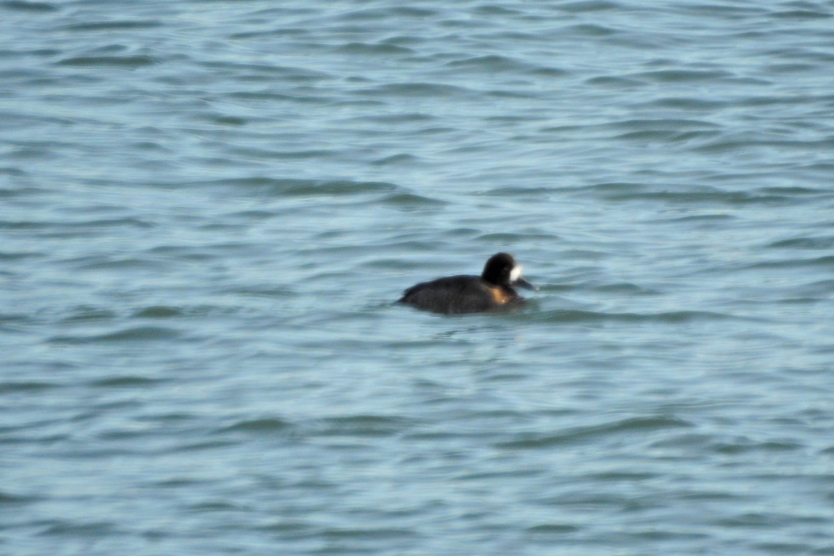 Lesser Scaup - ML646554576