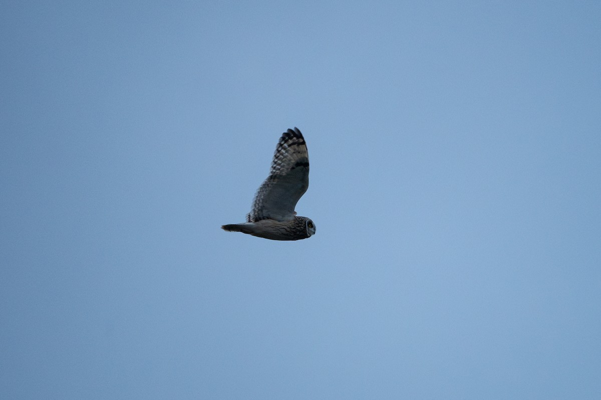 Zingira-hontza - ML646554577